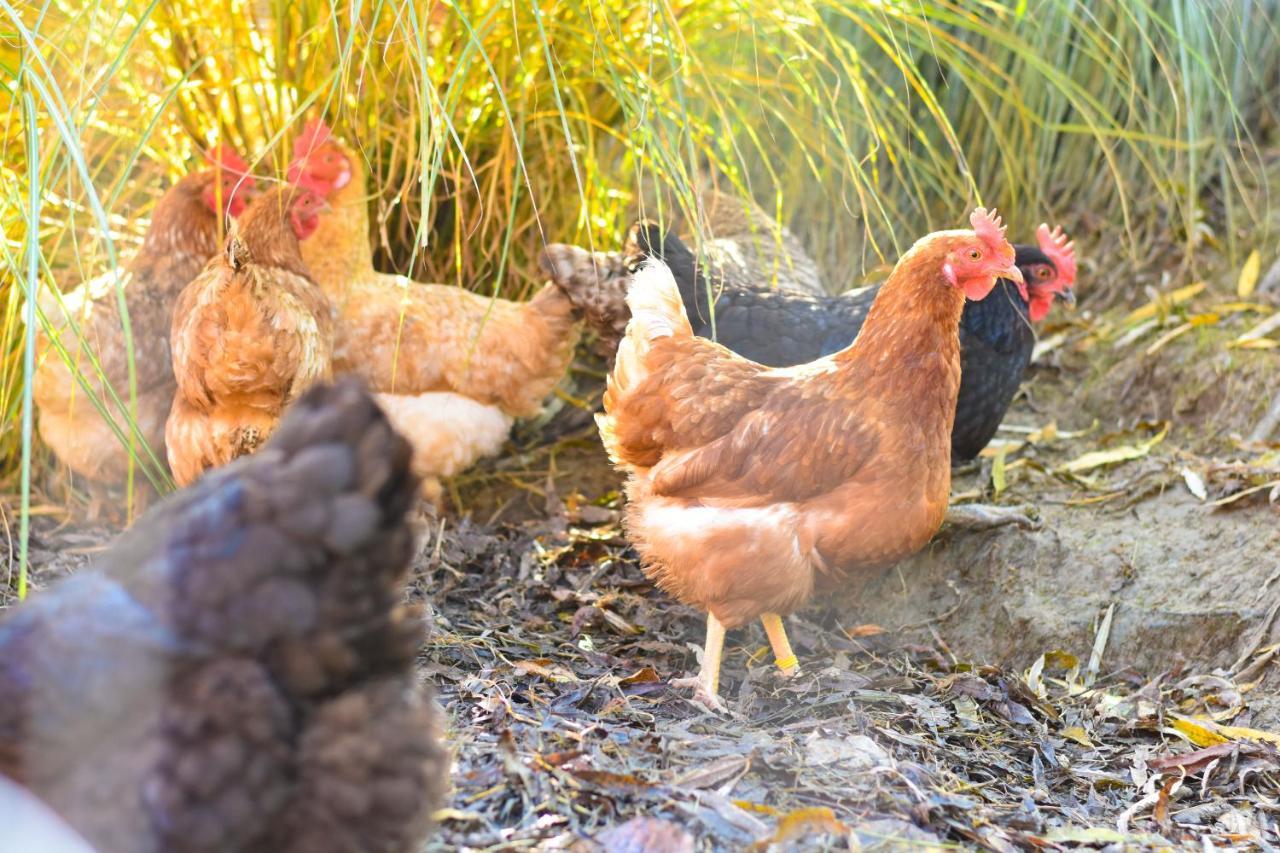 Farm stay Straussenhof Halmer