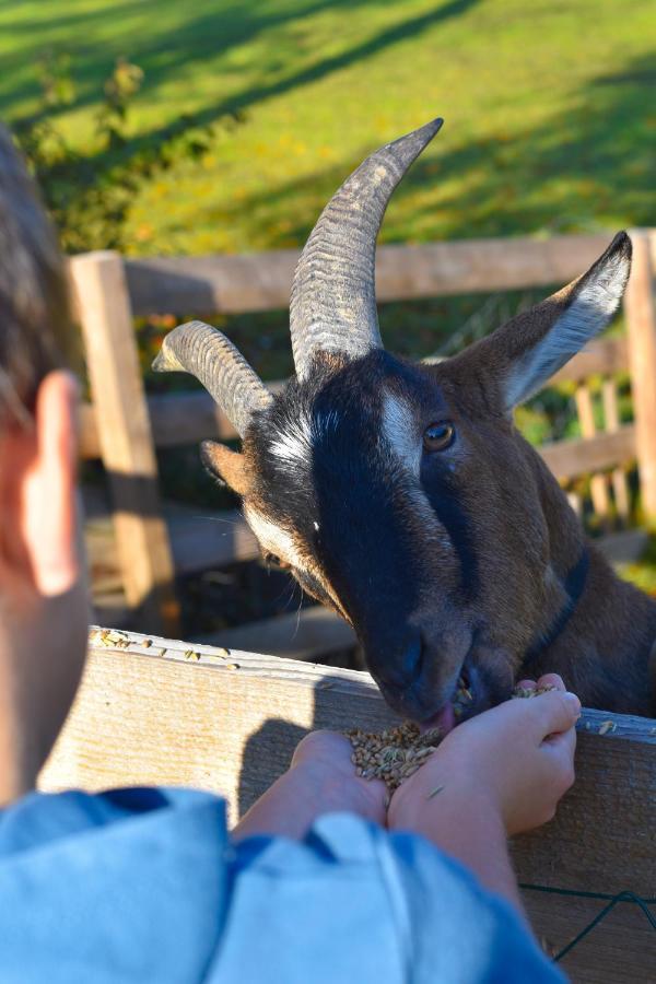 Straussenhof Halmer Farm stay
